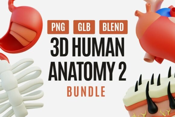 Explore Human Biology with the 3D Human Anatomy 2 Bundle